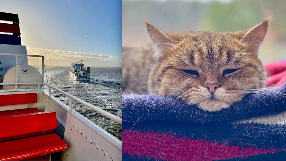 Polizei: Urlauber stehlen unwissentlich Kater von Norderney - Ankerherz Verlag