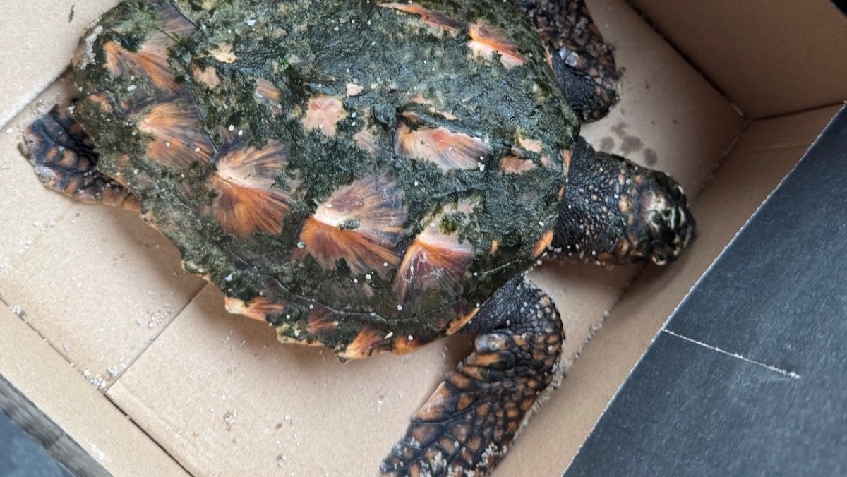 Spaziergänger finden seltene Schildkröte am Strand von Sylt - Ankerherz Verlag