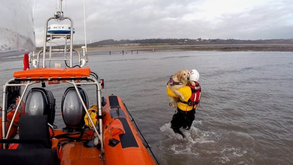 Wales: Seenotretter retten Hund aus Atlanik - Ankerherz Verlag