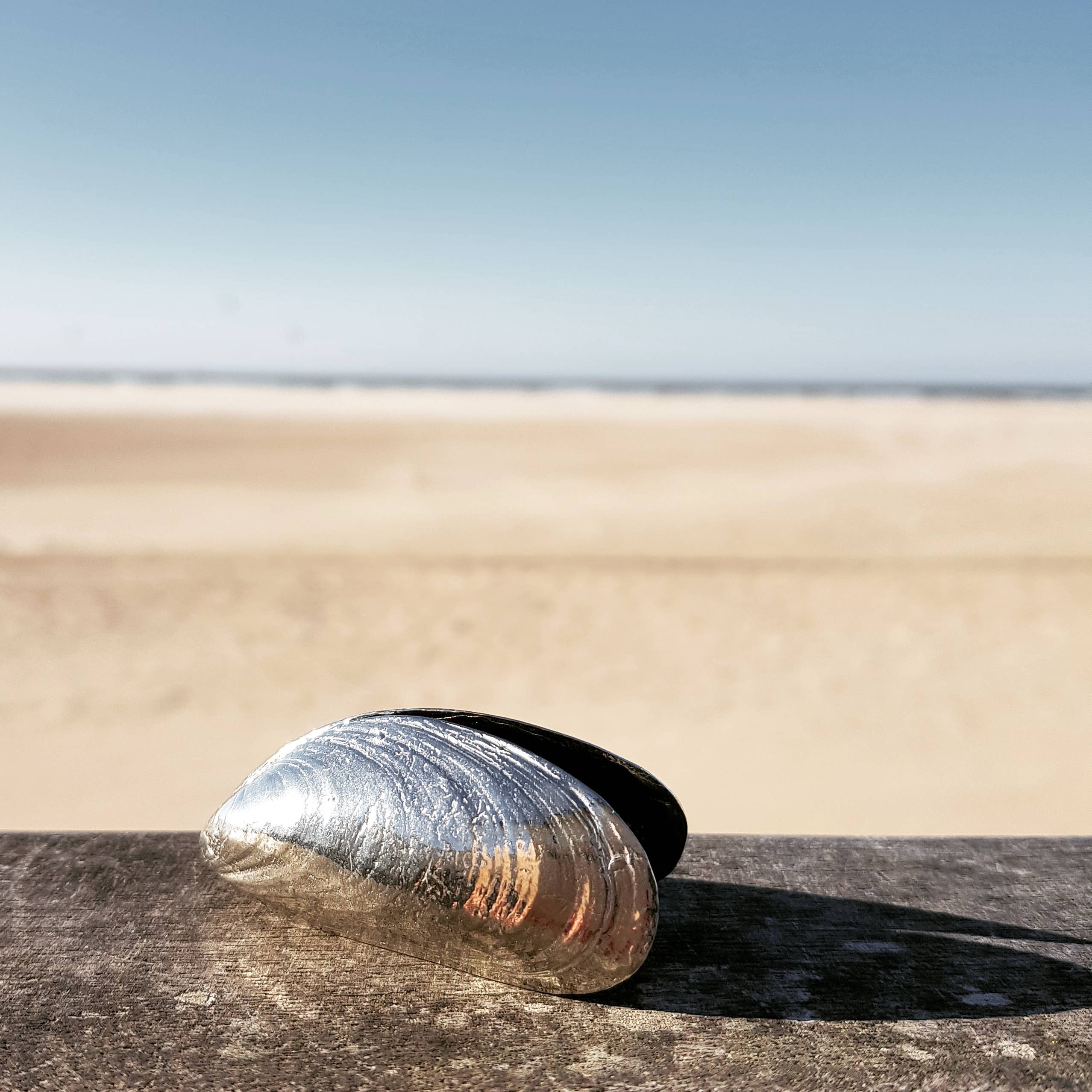 Muschelbesteck – inspiriert von der natürlichen Muschelschale