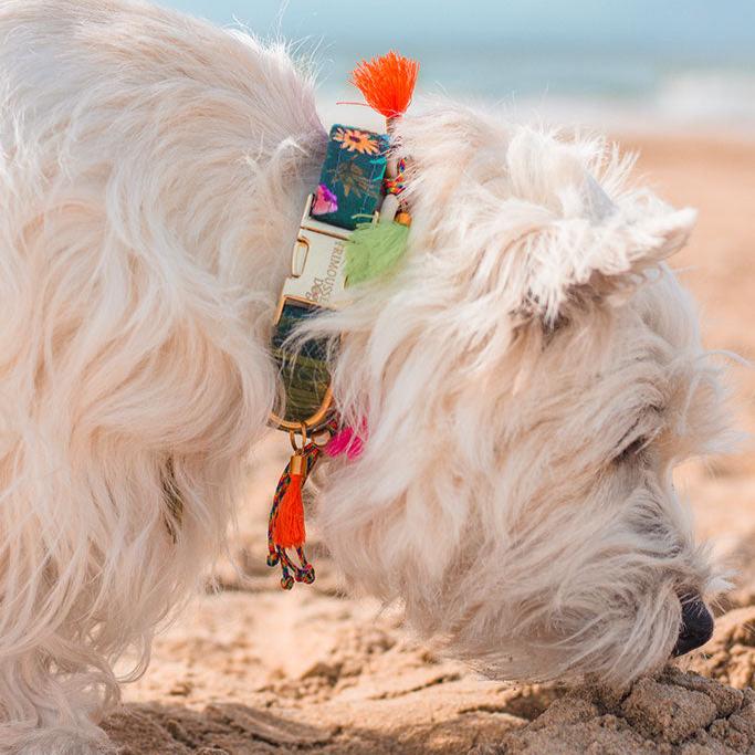 Muschelkette für Hunde - Ankerherz Verlag