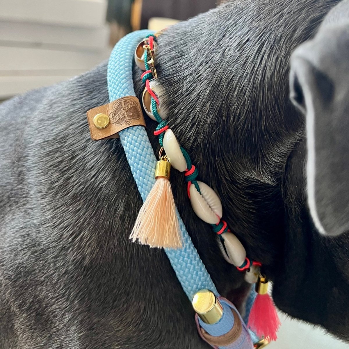 Muschelkette für Hunde - Ankerherz Verlag